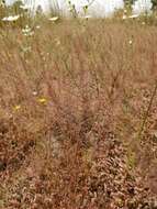 Image de Agrostis subspicata (Willd.) Raspail