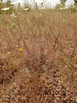 Sivun Agrostis subspicata (Willd.) Raspail kuva