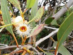 صورة Eucalyptus cosmophylla F. Müll.