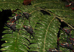 صورة Leptoscelis conspicuus Brailovsky & Barrera 2012