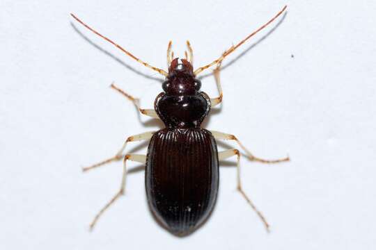 Image of Nebria (Boreonebria) lacustris Casey 1913