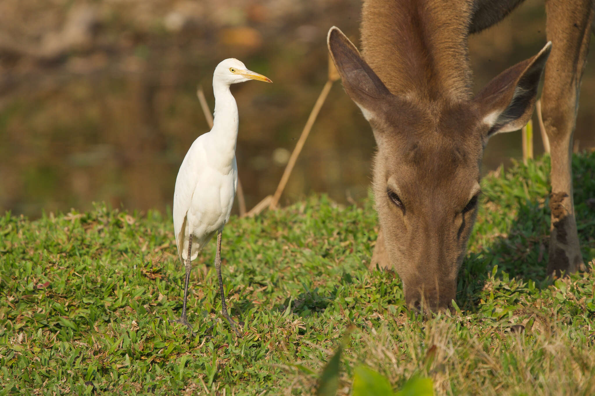 Image of Rusa unicolor cambojensis (Gray 1861)