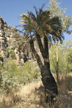 Image of Cycas brunnea K. D. Hill