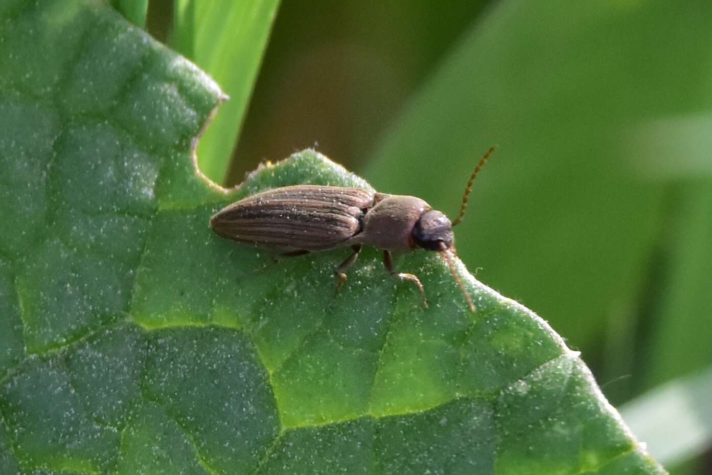 Image of Lined Click Beetle