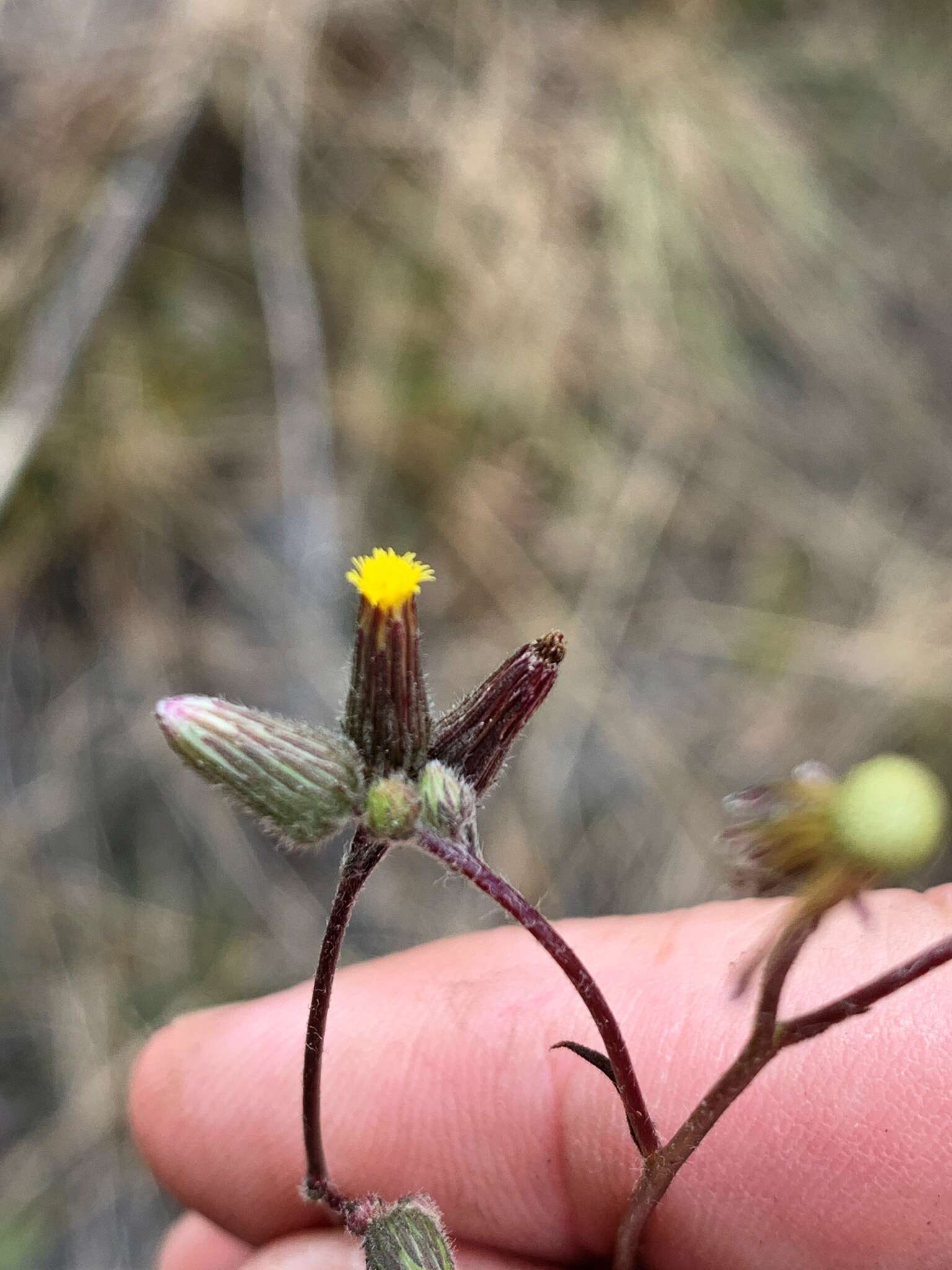 Imagem de Blumea saxatilis Zoll. & Mor.