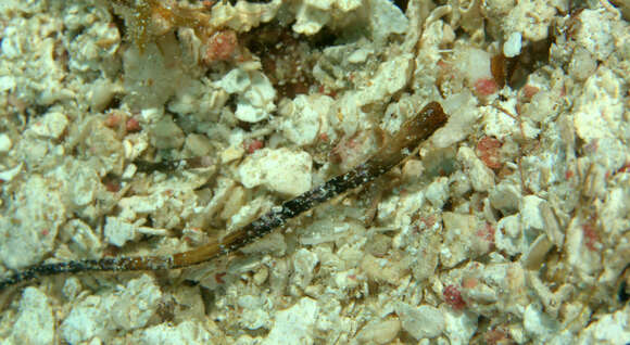 Image of White-nose Pipefish