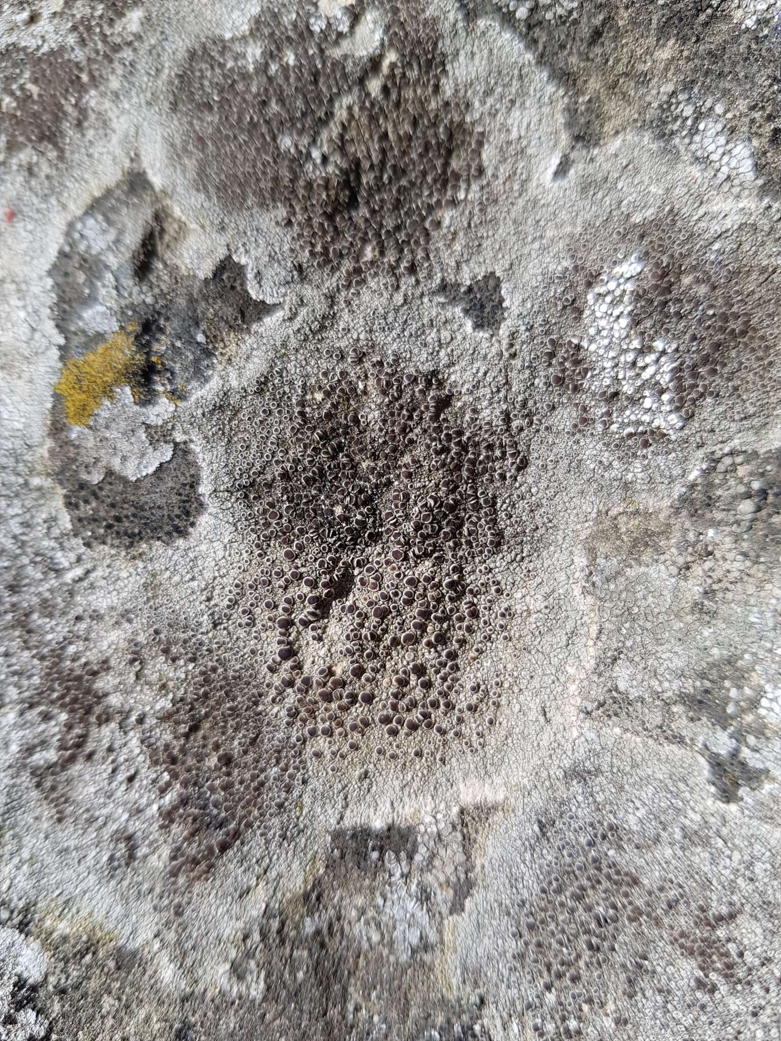 Image of rim lichen