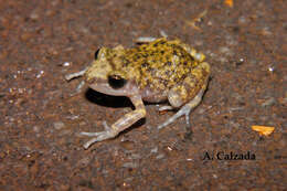 صورة Eleutherodactylus verrucipes (Cope 1885)