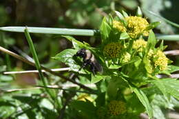 Image de Andrena transnigra Viereck 1904