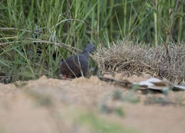 Image of Small-billed Tinamou