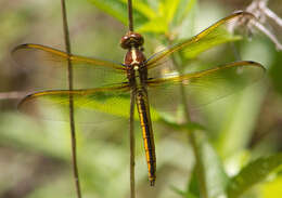 Image de Libellula flavida Rambur 1842