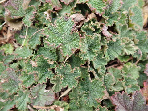 Image of yü-shan raspberry