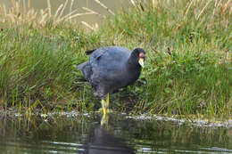 Image of Andean Coot