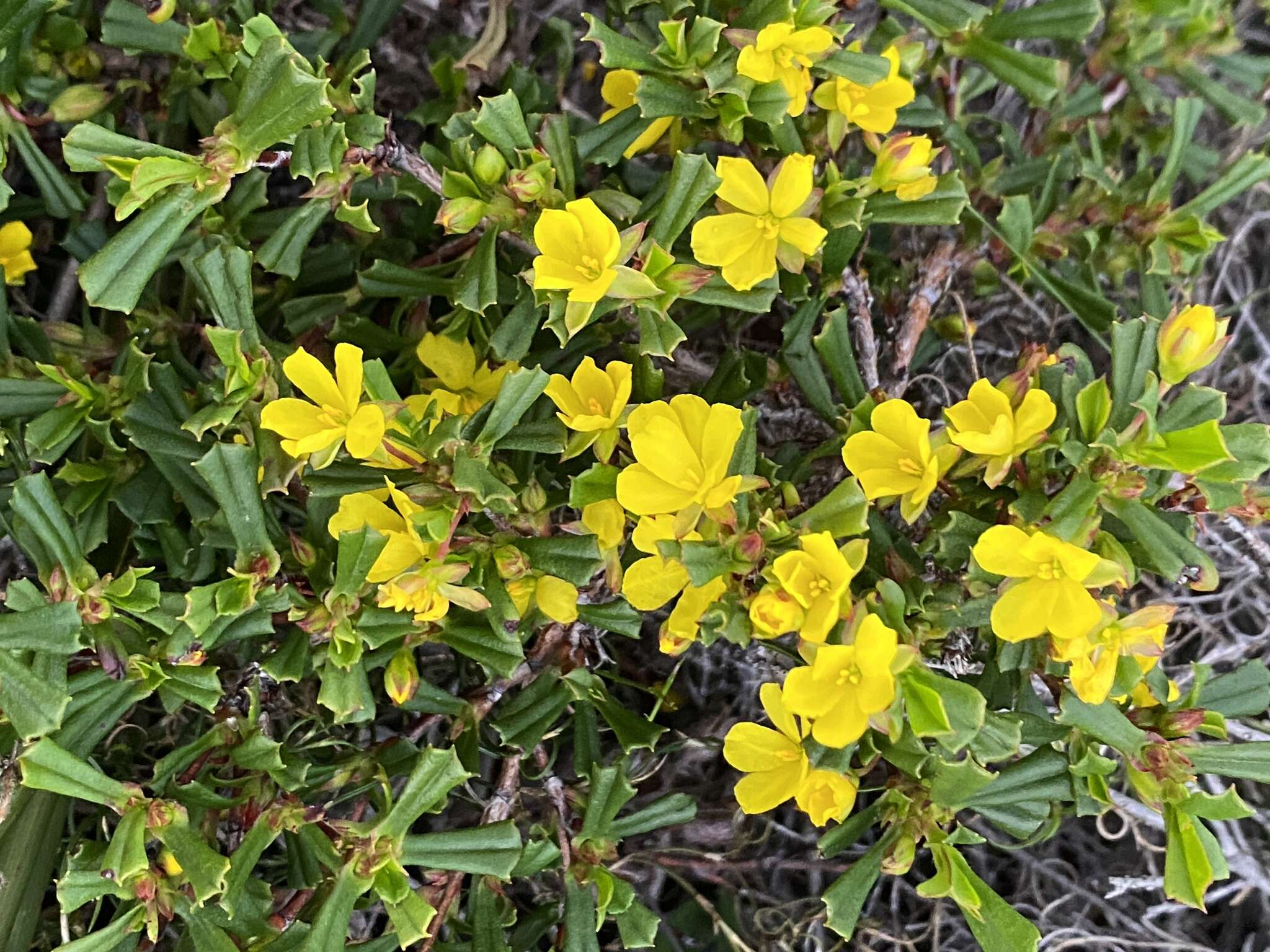 Image of Hibbertia racemosa (Endl.) Gilg