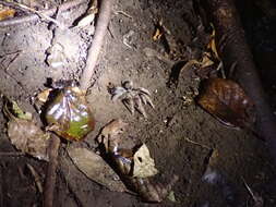 Image of Central American Horned Birdeater Tarantula