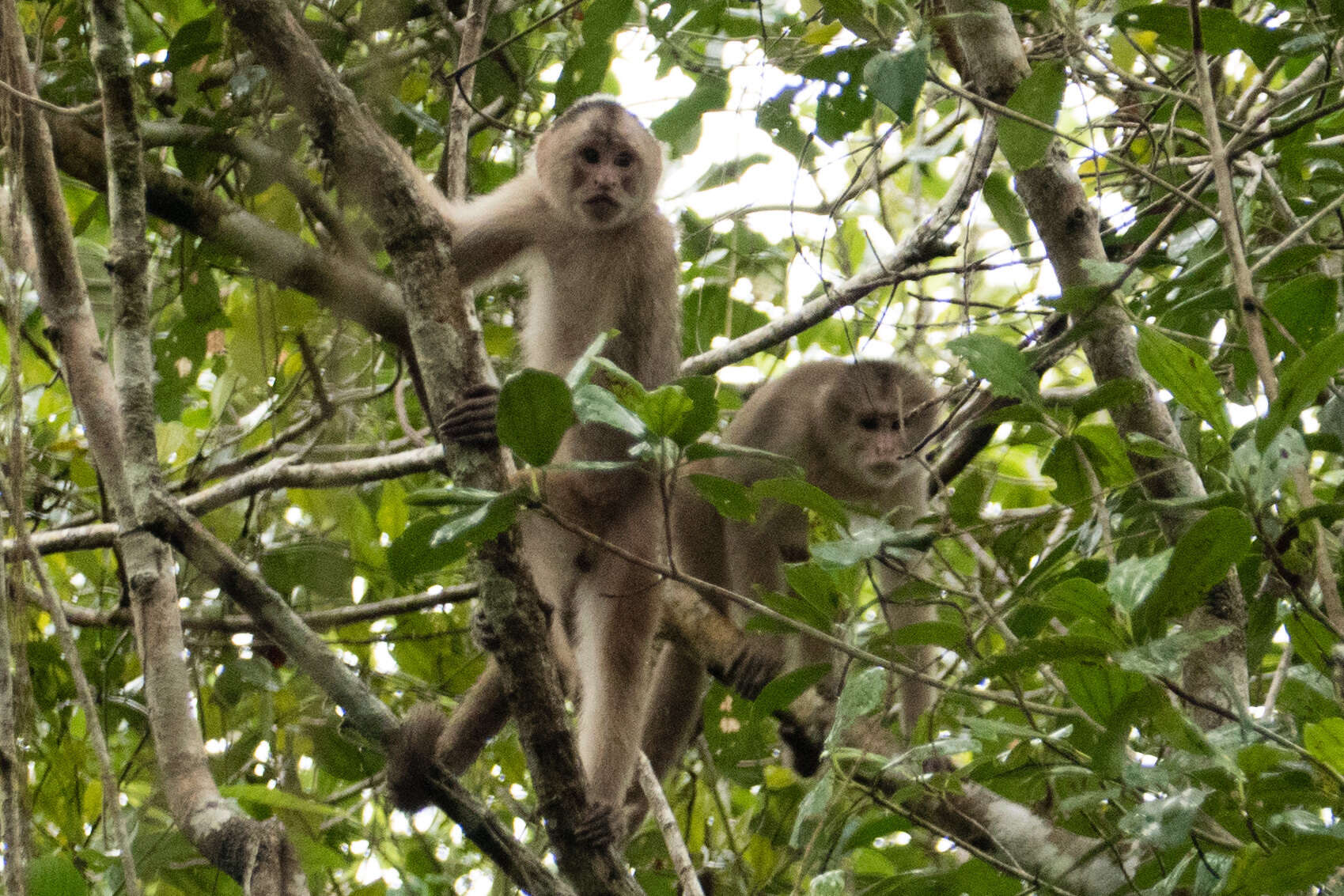 Image of Maranon white fronted capuchin