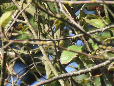 Vireo bellii bellii Audubon 1844 resmi