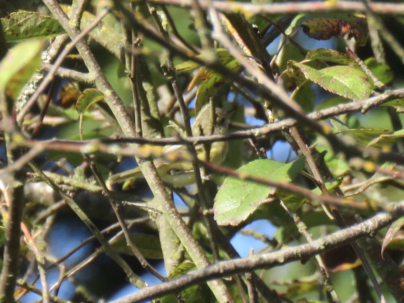 Image of Vireo bellii bellii Audubon 1844