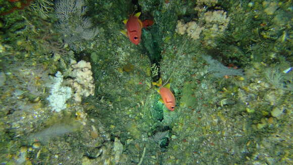 Image of Golden-finned squirrelfish