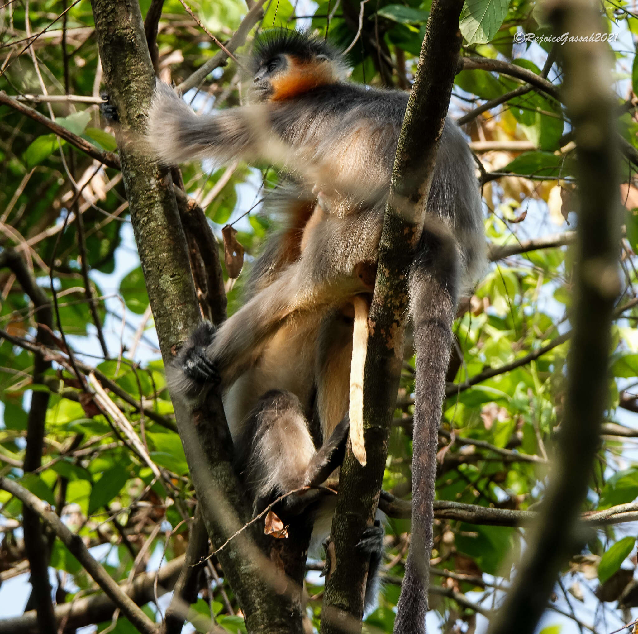 Image of Bonneted Langur