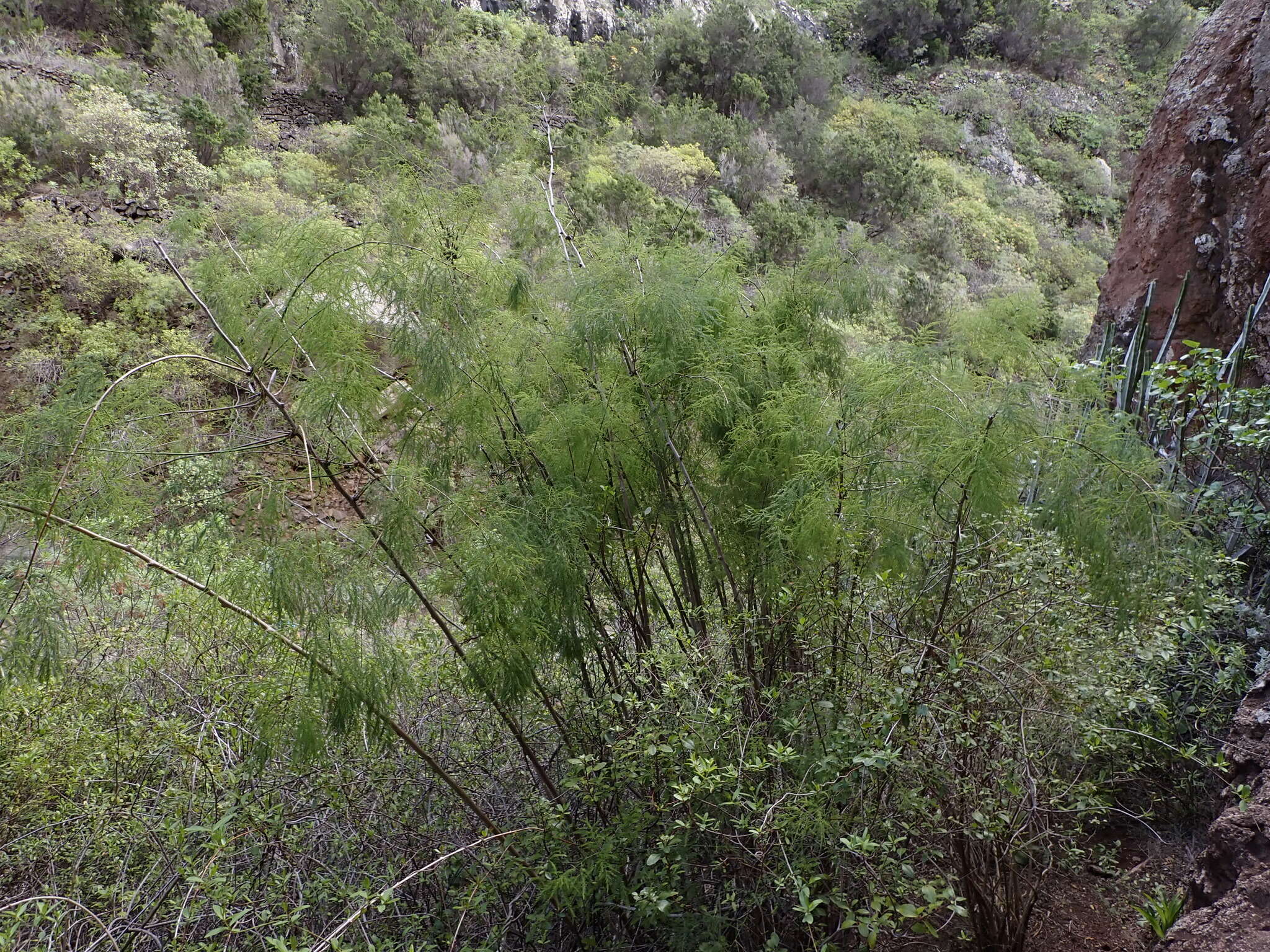 Image of Asparagus scoparius Lowe