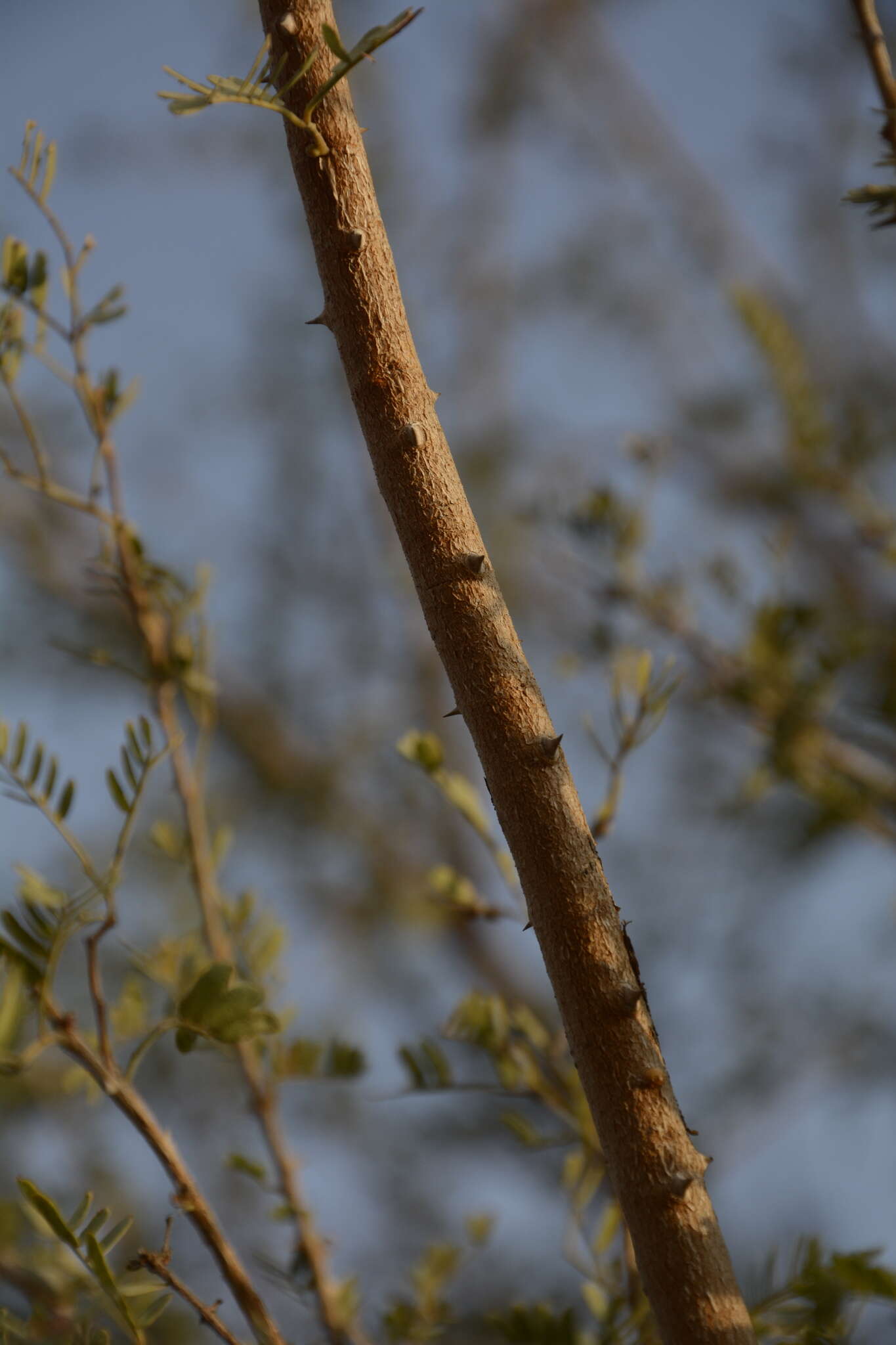 Image de Prosopis cineraria (L.) Druce