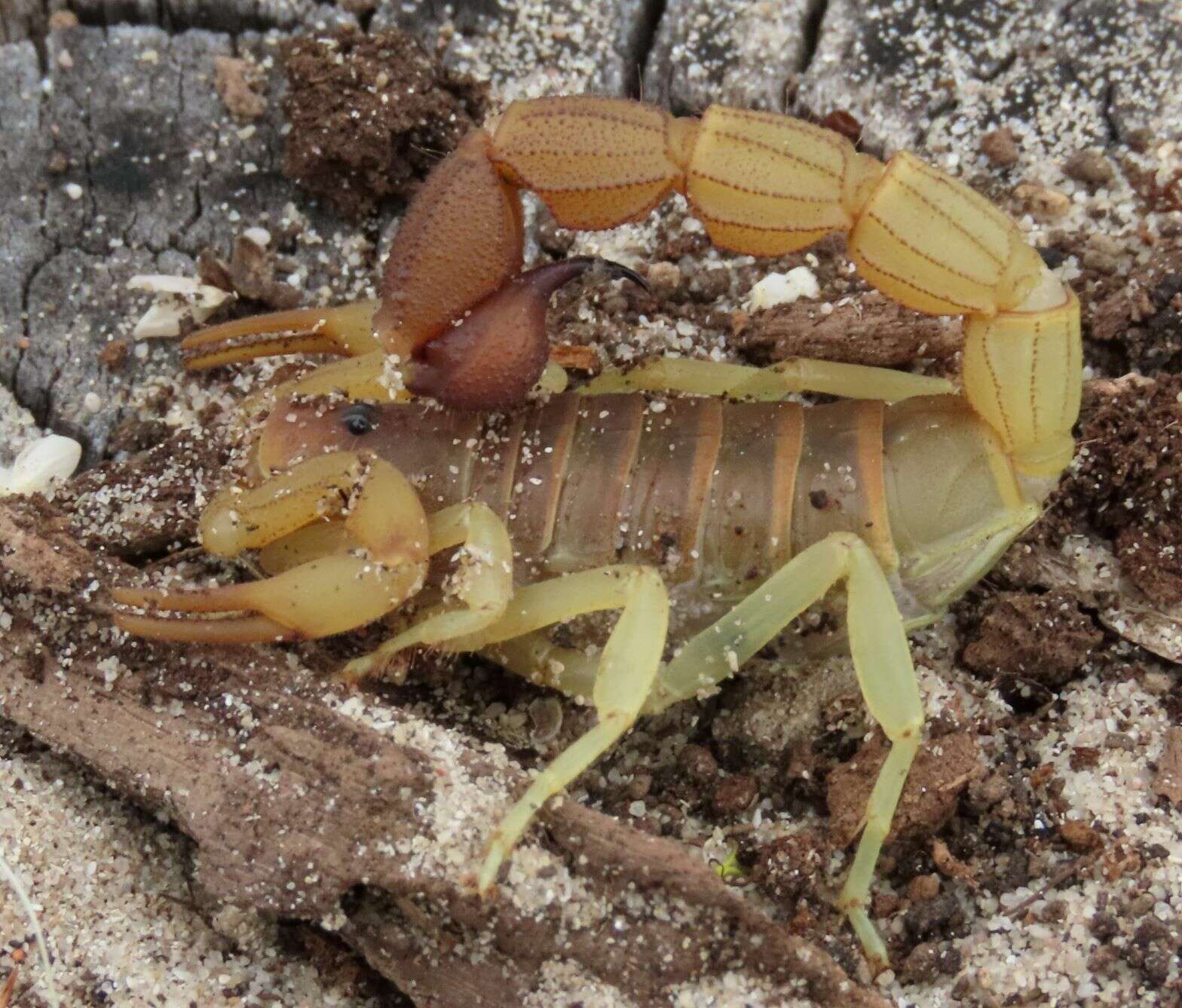 Sivun Parabuthus capensis (Ehrenberg 1831) kuva