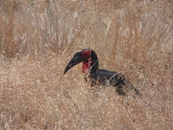 Image of Southern Ground Hornbill