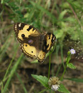 Image of <i>Junonia <i>hierta</i></i> hierta