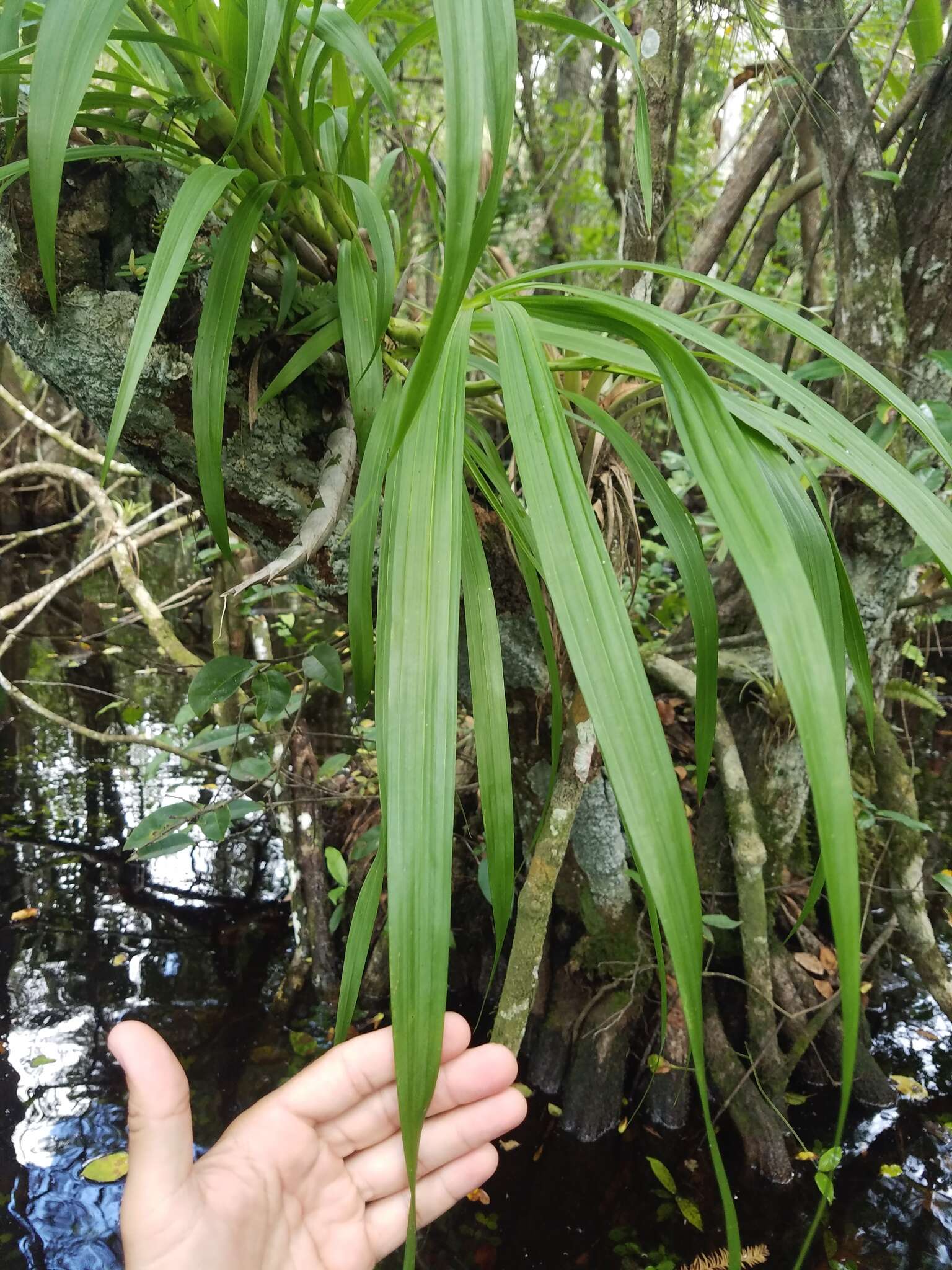 Image of cowhorn orchid