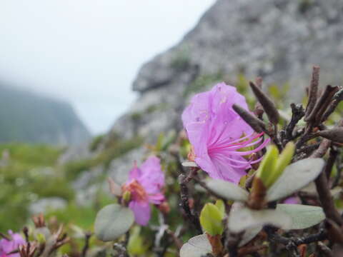 Image of Rhododendron mucronulatum subsp. sichotense (Pojark.) A. Khokhr.