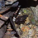 Image of Austrohancockia okinawensis Yamasaki 1994