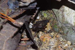 Image of Austrohancockia okinawensis Yamasaki 1994