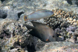 Image of Brownbanded wrasse