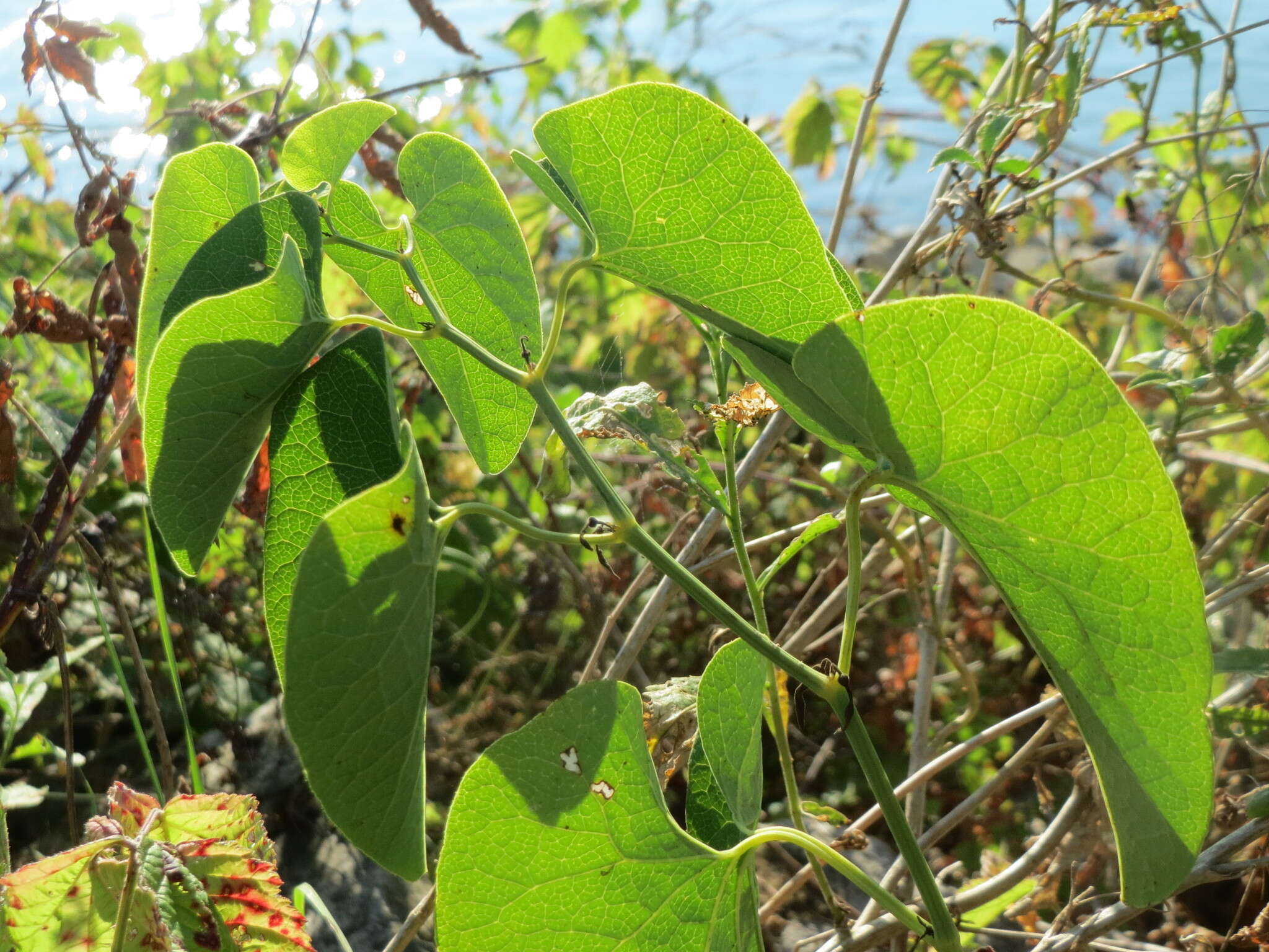 Plancia ëd Aristolochia clematitis L.