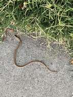 Image of Plains Blackhead Snake