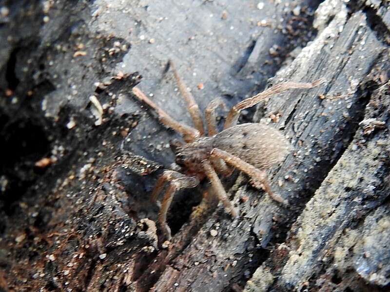 Image of Mituliodon tarantulinus (L. Koch 1873)