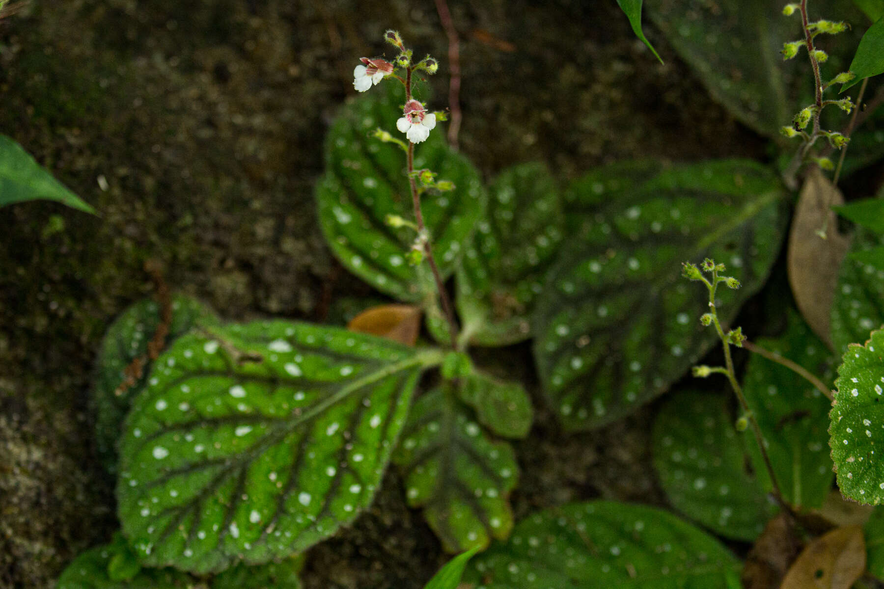 Image of Gloxinia erinoides (DC.) Roalson & Boggan