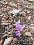 Image de Crocus cartwrightianus Herb.