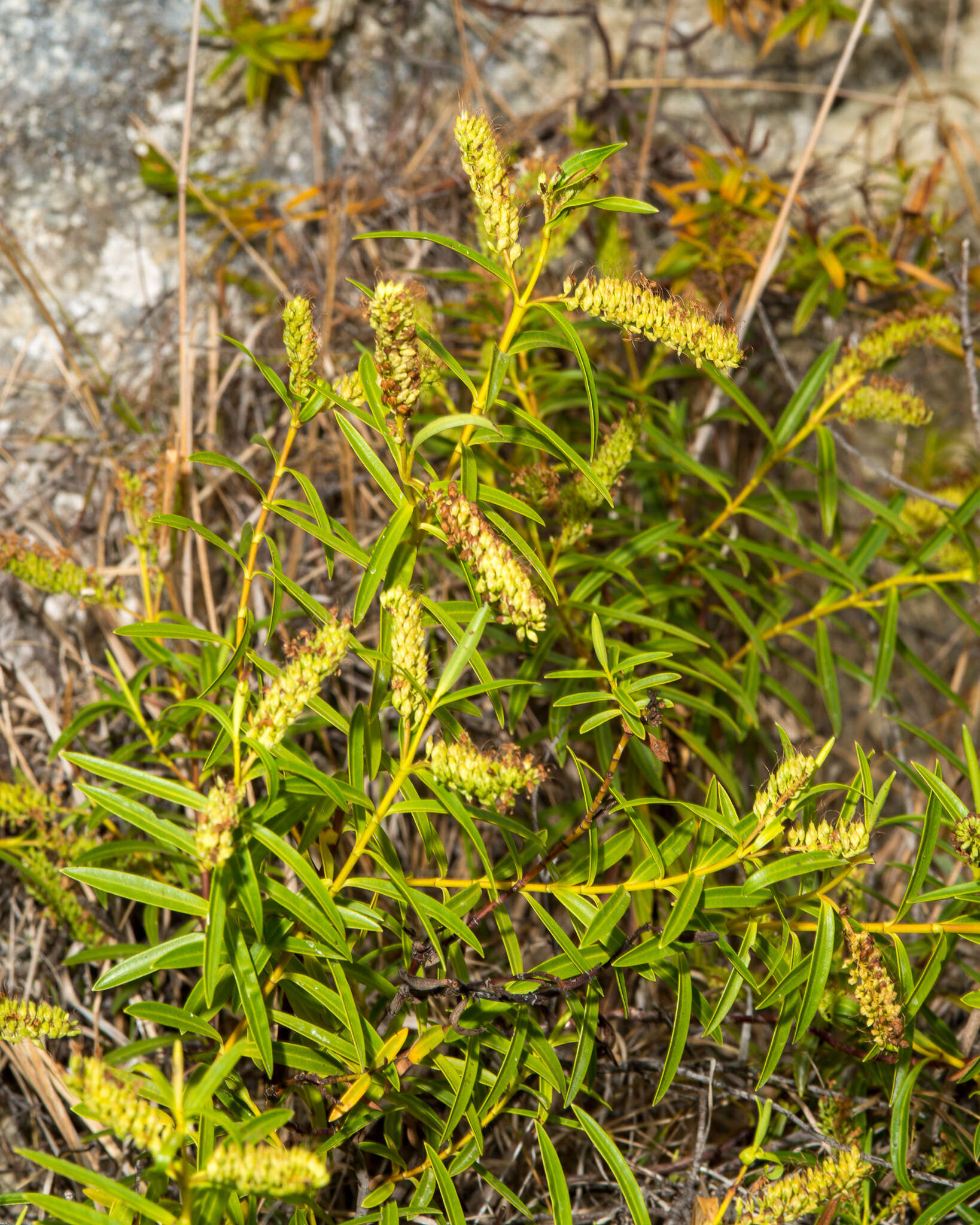 صورة Veronica stenophylla Steud.