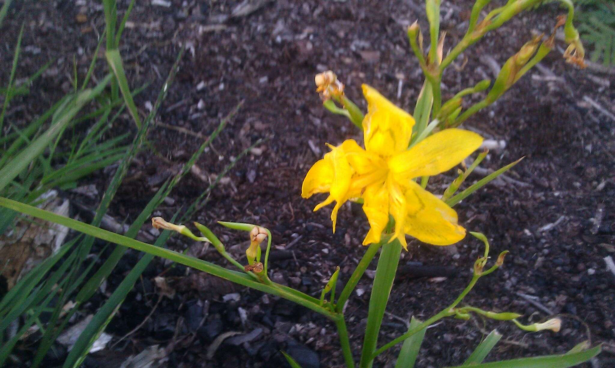 Image of Moraea ramosissima (L. fil.) Druce