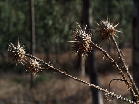 Image of Onopordum carduiforme Boiss.