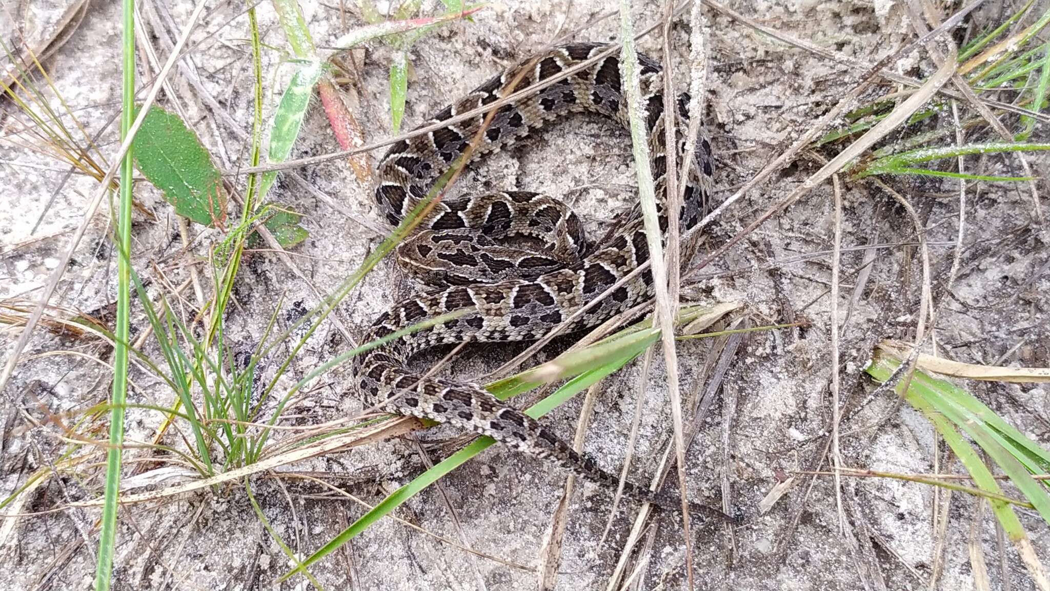 Imagem de Bothrops neuwiedi Wagler 1824