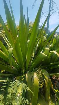 Image of Mauritius hemp