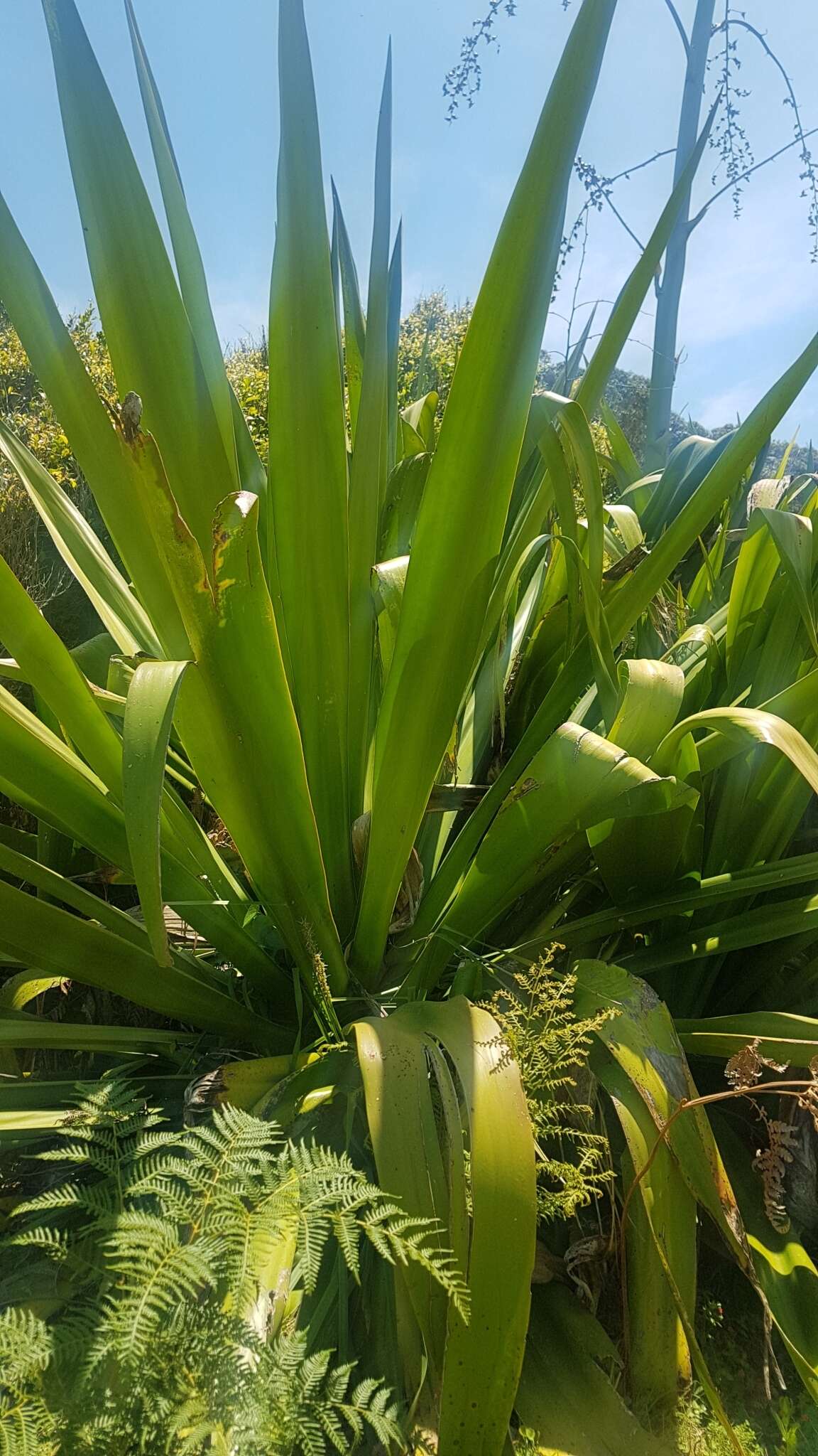 大龍舌蘭的圖片