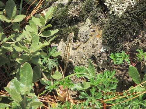 Image of Trans Volcanic Bunchgrass Lizard