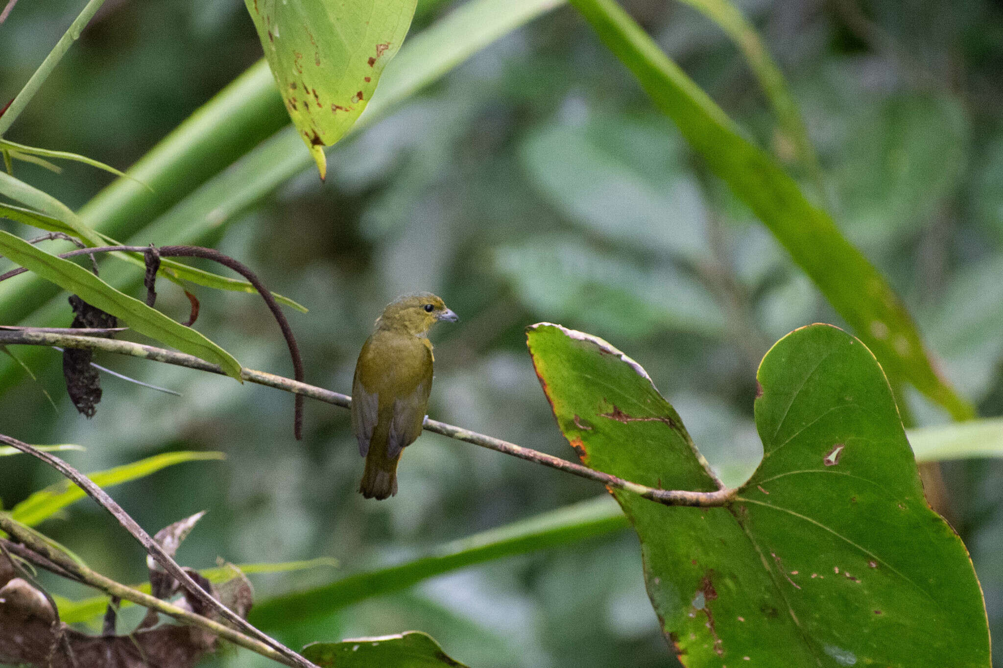 Euphonia rufiventris (Vieillot 1819)的圖片