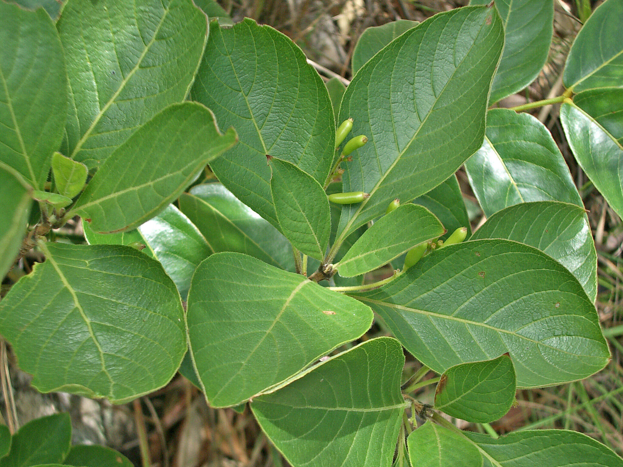 Image of Chomelia ribesioides Benth. ex A. Gray