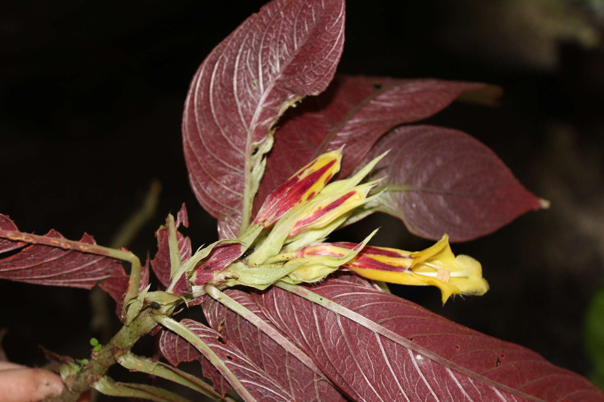 Image of Columnea tessmannii Mansf.