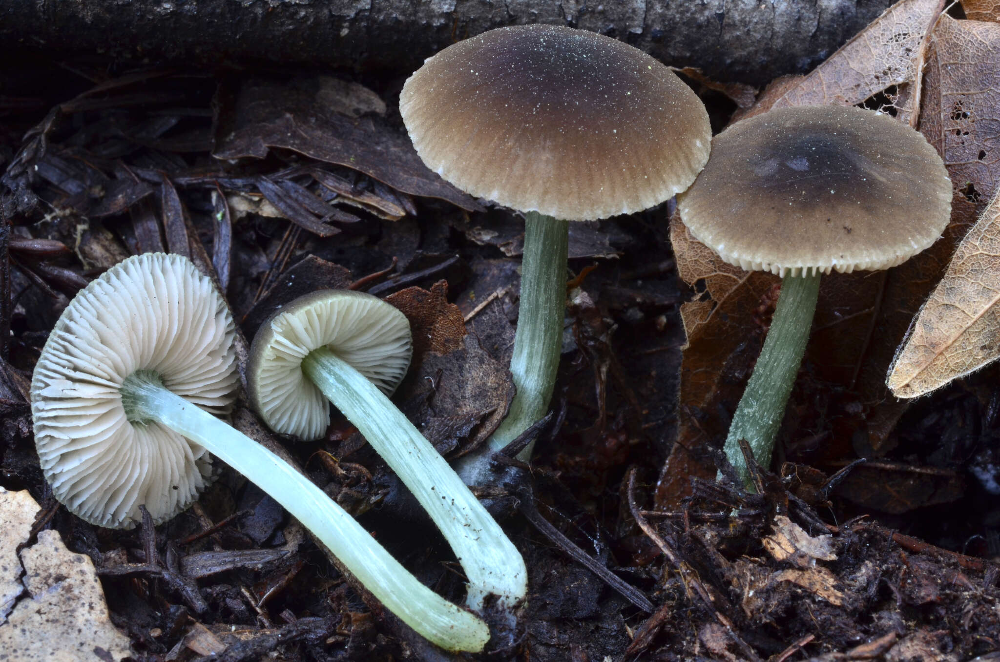 Image of Pluteus phaeocyanopus Minnis & Sundb. 2010